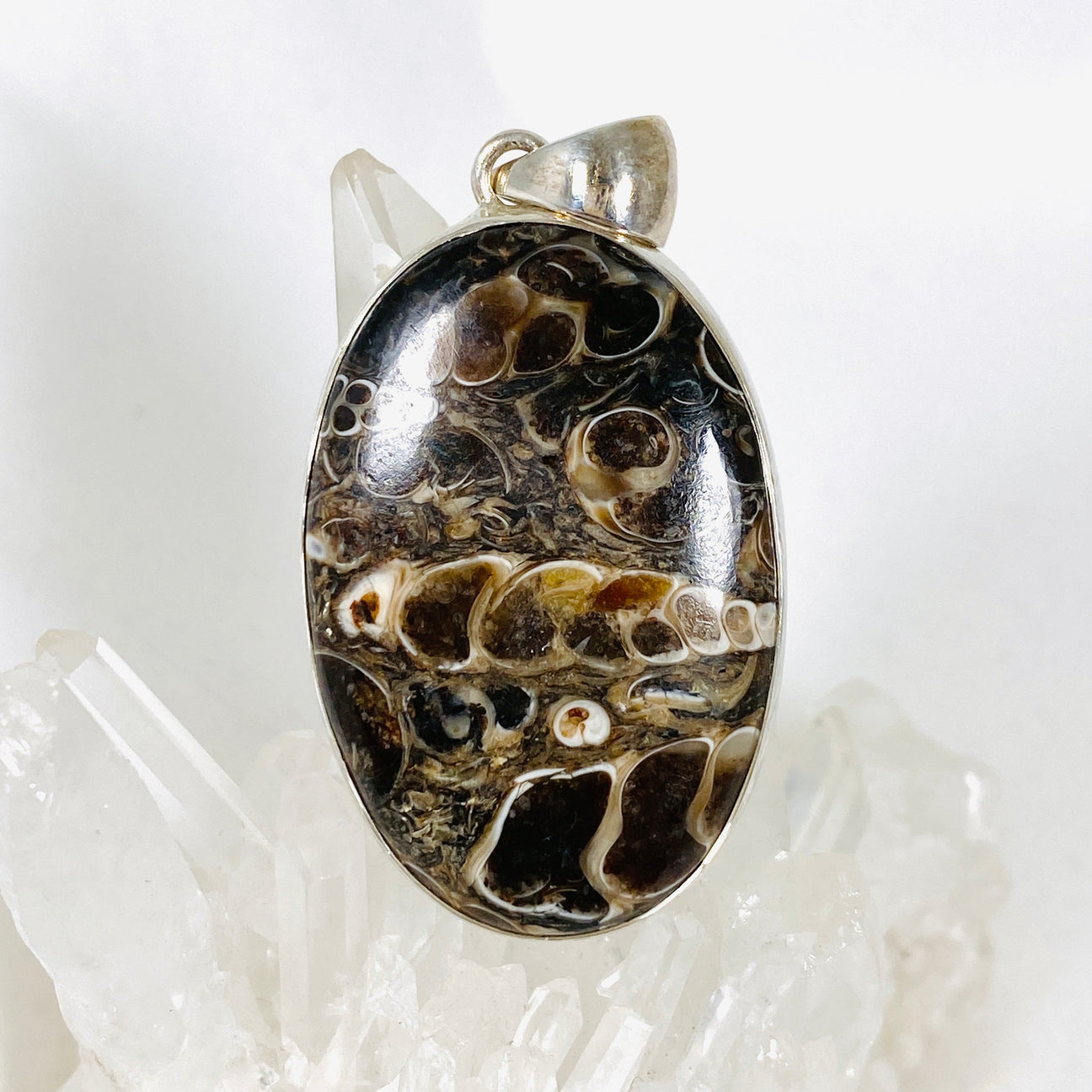 Turritella Agate