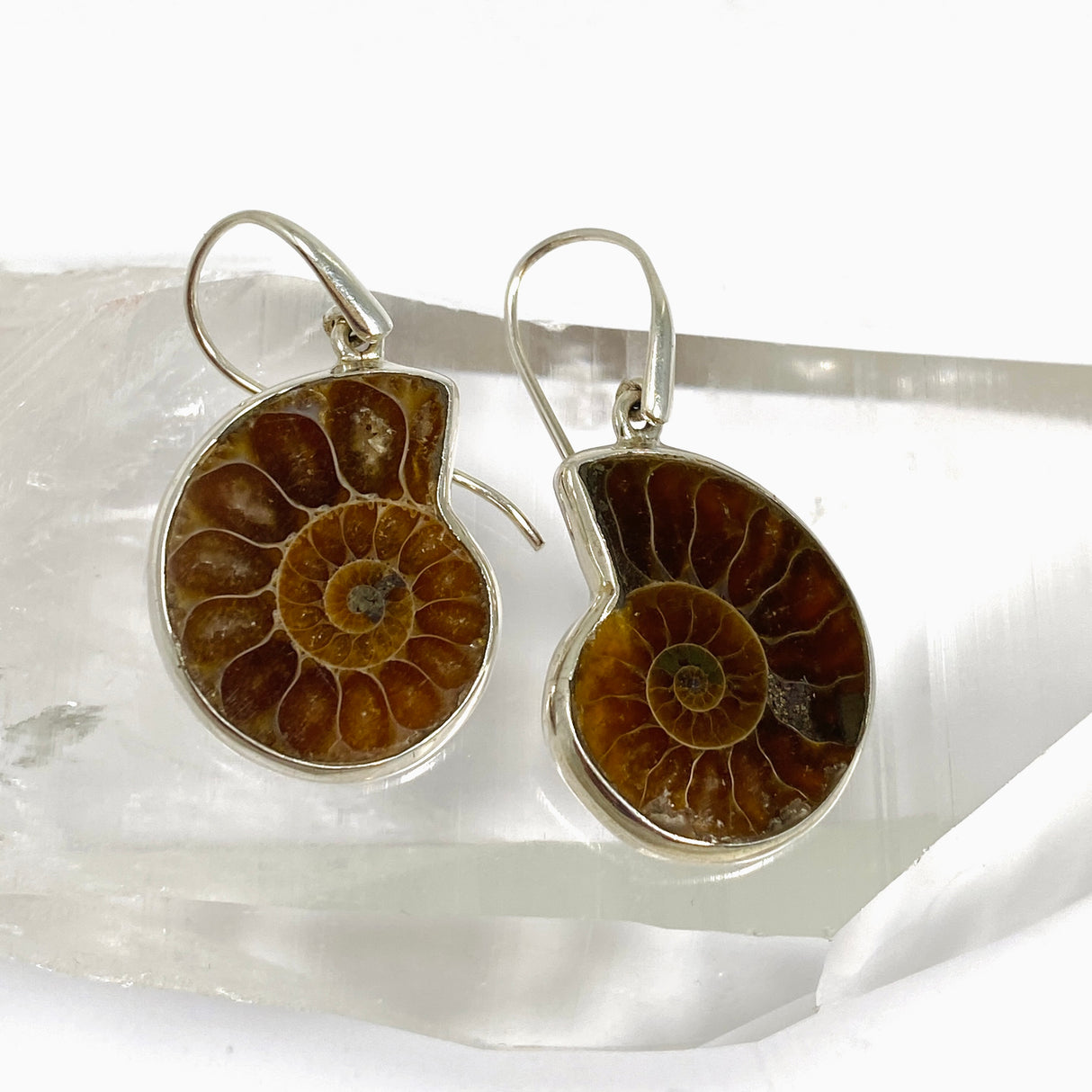 Ammonite Fossilised Shell Earring PEGJ414