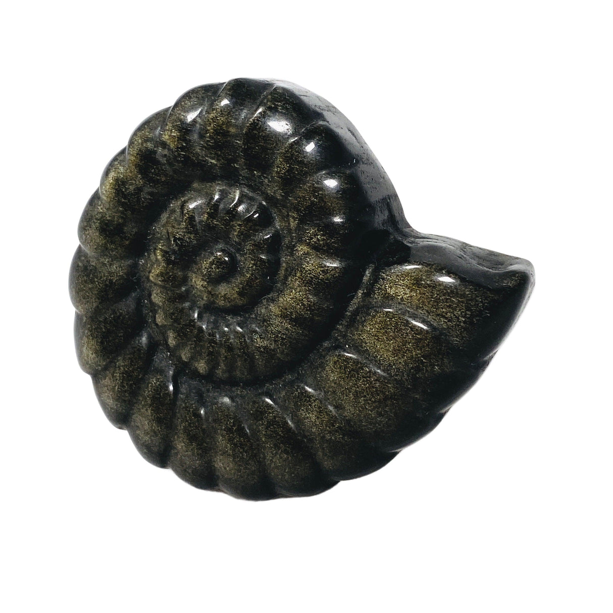 Ammonite gold sheen obsidian carving AMC01 - Nature's Magick