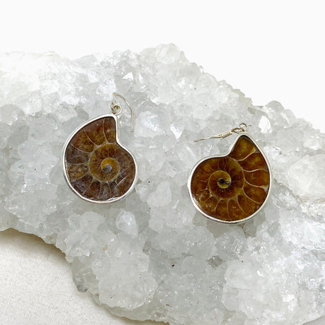 Ammonite Shell Earrings E2620-SM - Nature's Magick