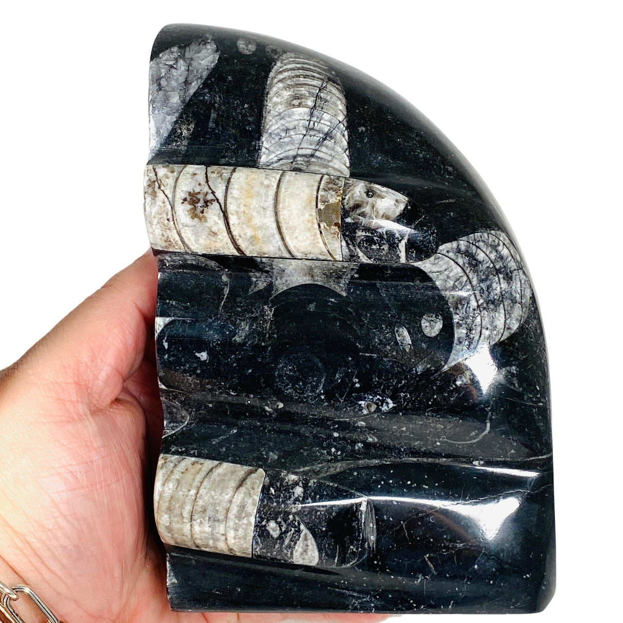 Belemnite Fossil bookend pair 3458g FOSB-02 - Nature's Magick