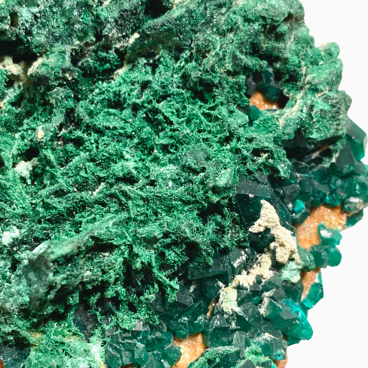 Dioptase with Malachite Crystal Specimen - Congo CR3745