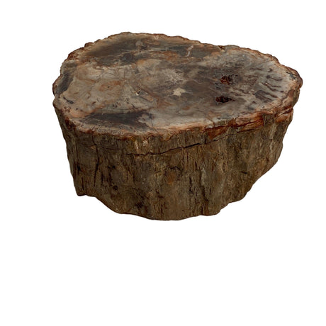 Petrified Wood semi-polished PTW-07 - Nature's Magick