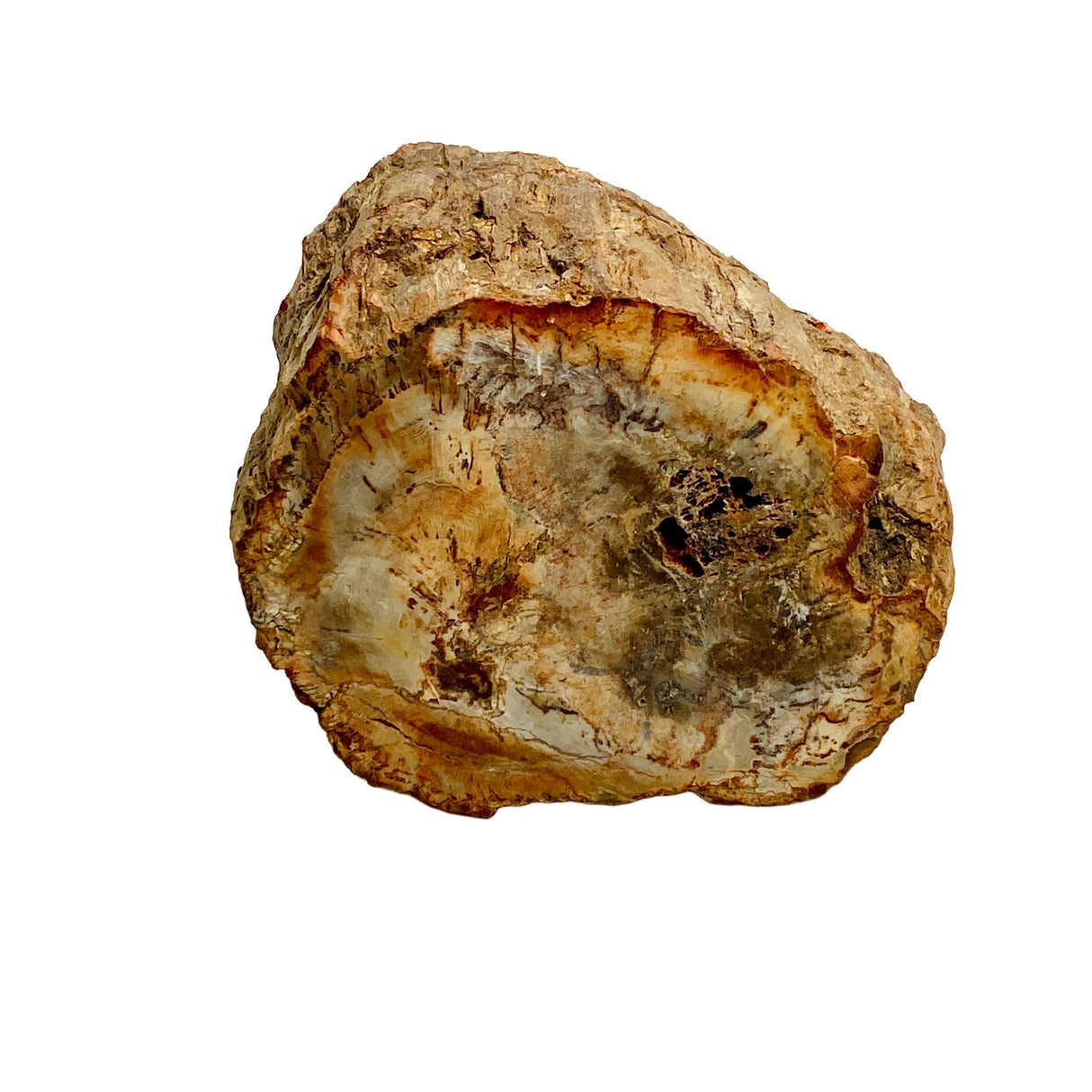 Petrified Wood semi-polished PTW-07 - Nature's Magick