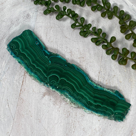Malacholla Slice CR3538 - Nature's Magick