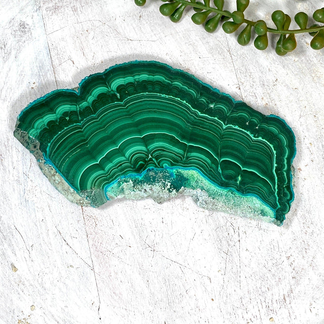 Malacholla Slice CR3539 - Nature's Magick