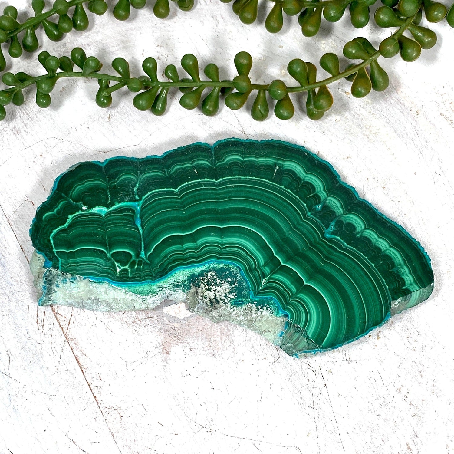 Malacholla Slice CR3539 - Nature's Magick