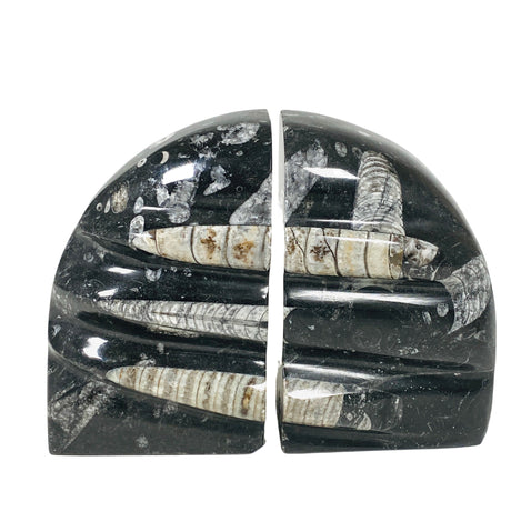 Fossils - Nature's Magick