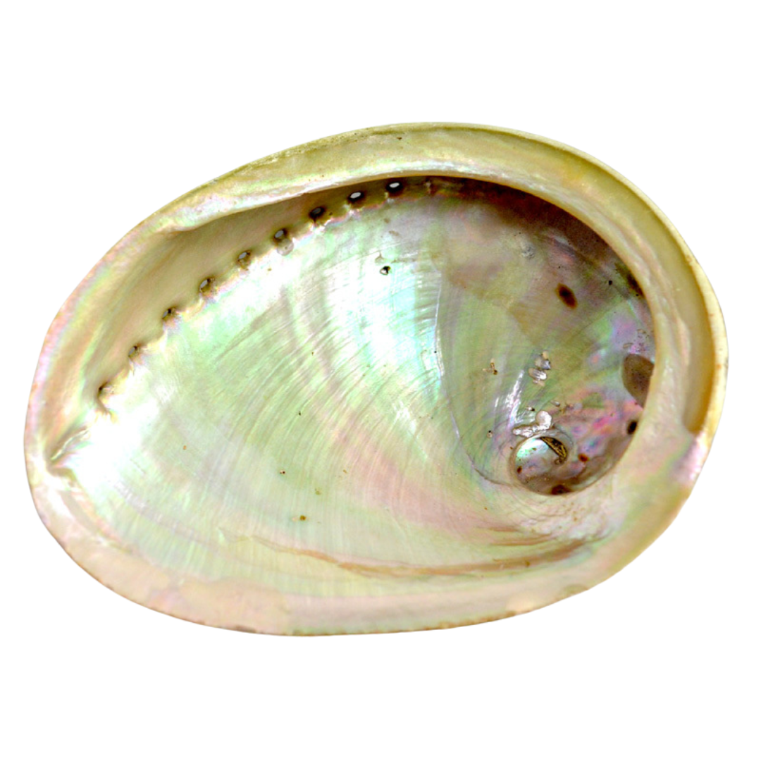 Abalone Shell LARGE Grade  - Sustainably sourced