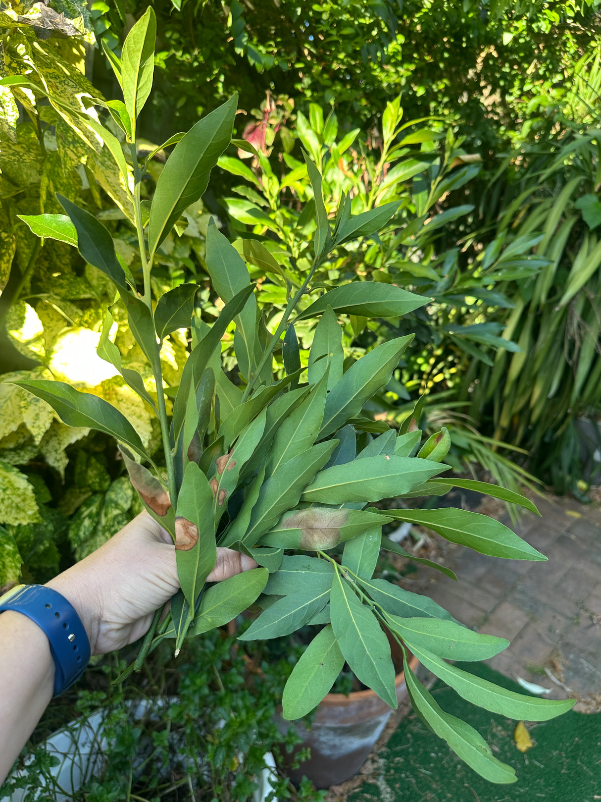 Fire Horse Activation Ritual Pouch - Lunar New Year Lucky Coin & Red Packet set