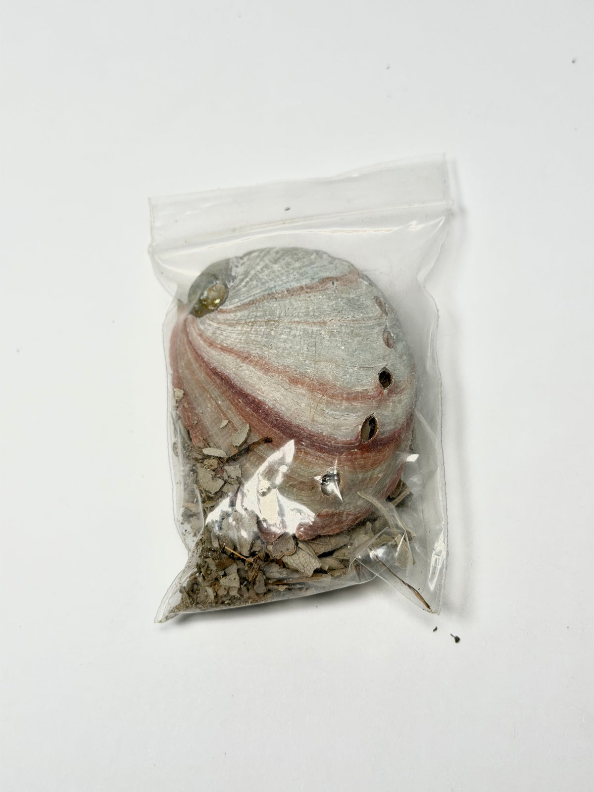 White Sage & Abalone Shell Mini Smudge Kit