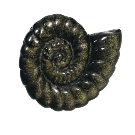 Ammonite gold sheen obsidian carving AMC01 - Nature's Magick