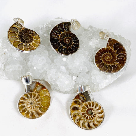 Ammonite shell pendant KPGJ3456 - Nature's Magick