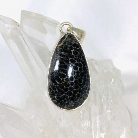 Black Fossilated Coral teardrop pendant KPGJ3128 - Nature's Magick