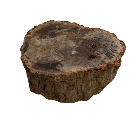 Petrified Wood semi-polished PTW-07 - Nature's Magick