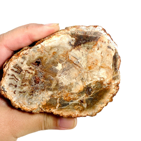 Petrified Wood semi-polished PTW-07 - Nature's Magick