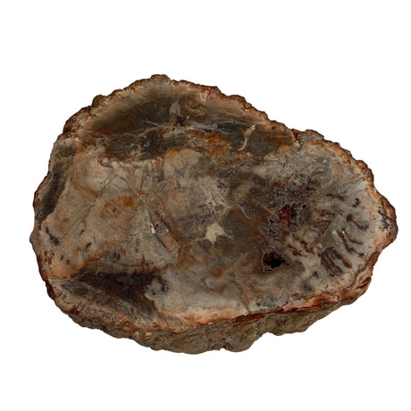 Petrified Wood semi-polished PTW-07 - Nature's Magick