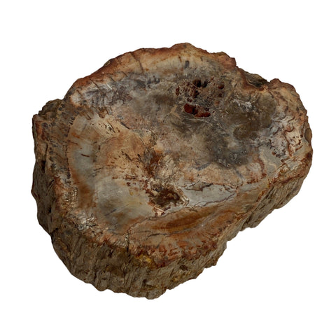 Petrified Wood semi-polished PTW-07 - Nature's Magick