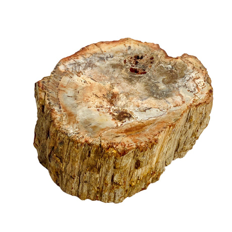 Petrified Wood semi-polished PTW-07 - Nature's Magick