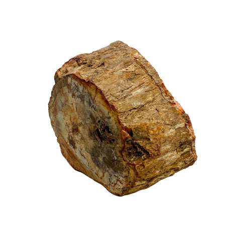 Petrified Wood semi-polished PTW-07 - Nature's Magick