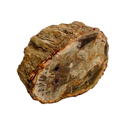 Petrified Wood semi-polished PTW-07 - Nature's Magick