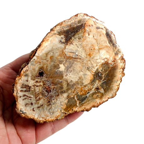 Petrified Wood semi-polished PTW-07 - Nature's Magick