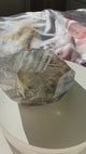 Garden Quartz (Lodolite) Double-Terminated Polished Crystal | GQF-03