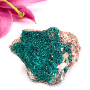Dioptase specimen CR3186 - Nature's Magick
