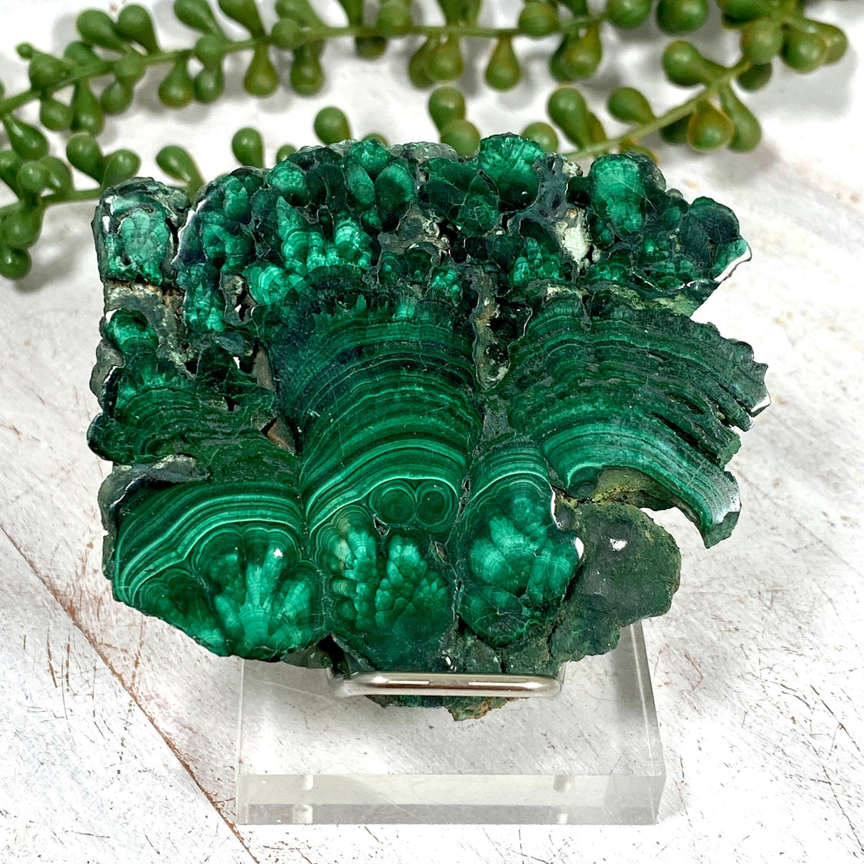 Malachite Slice CR3426 - Nature's Magick