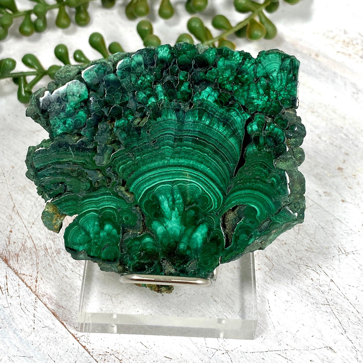 Malachite Slice CR3426 - Nature's Magick