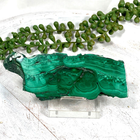 Malachite Slice CR3431 - Nature's Magick