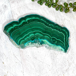 Malacholla Slice CR3539 - Nature's Magick