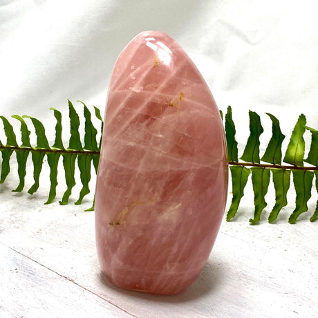 Rose Quartz Freeform RQFR-01 - Nature's Magick